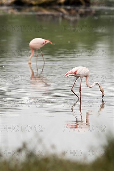 Pink flamingos