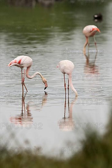 Pink flamingos