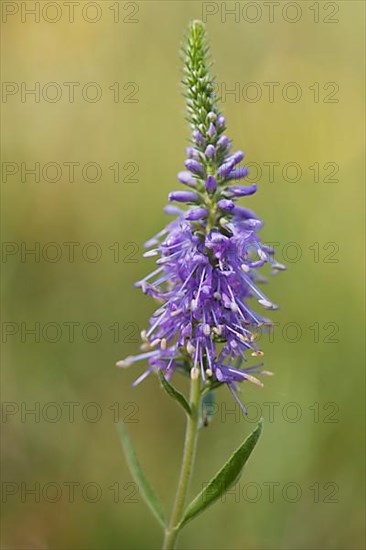 Spiked speedwell