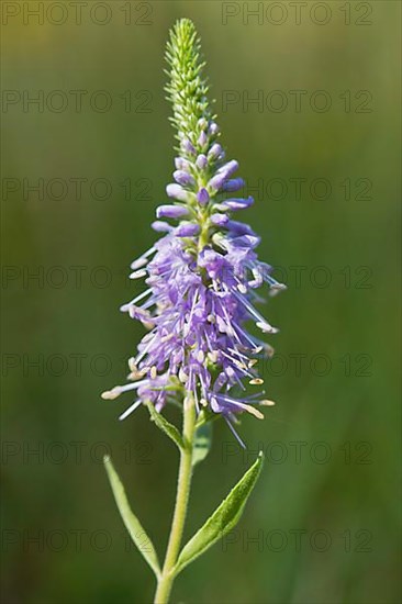 Spiked speedwell