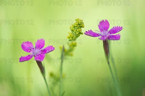 Maiden pinks