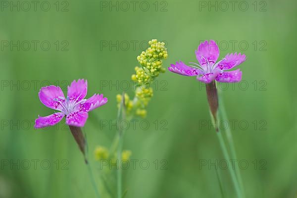 Maiden pinks