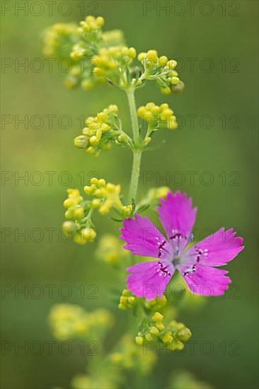 Maiden pinks