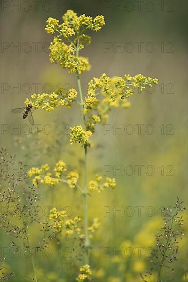 Common bedstraw