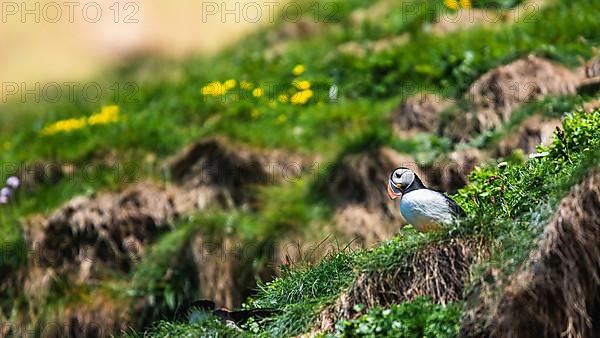 Atlantic Puffin