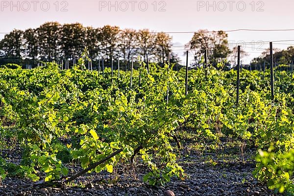 Vineyards