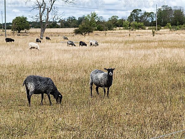 Gotland sheep