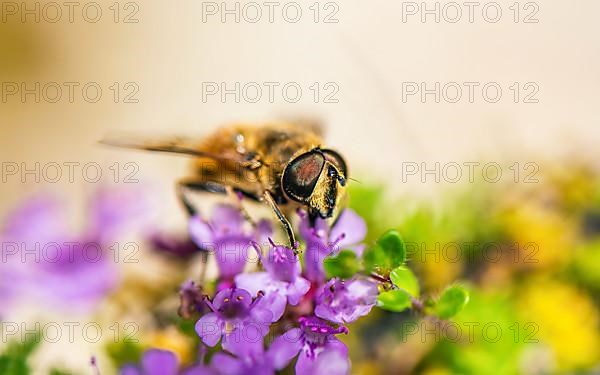 Common Drone Fly