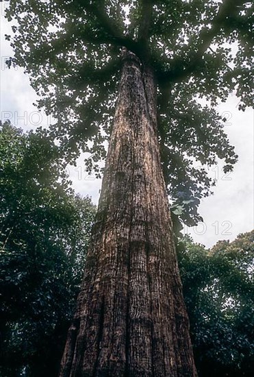 Five century old naturally grown