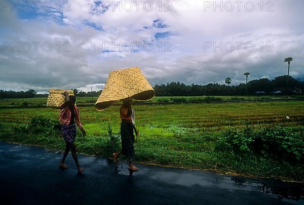 A couple carrying palm leaf basket over their head to cover themselves from rain on the way to Attappadi