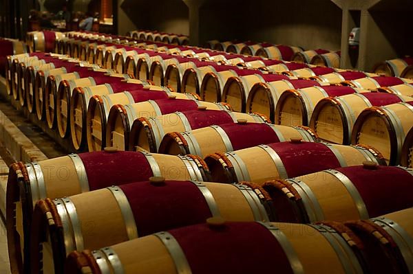 French oak barriques in the aging cellar of Robert Mondavi Winery