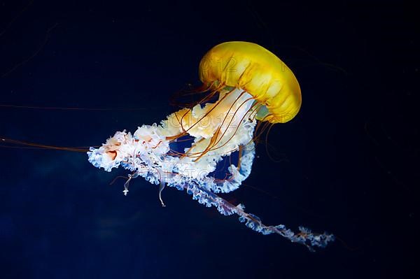 Pacific compass jellyfish