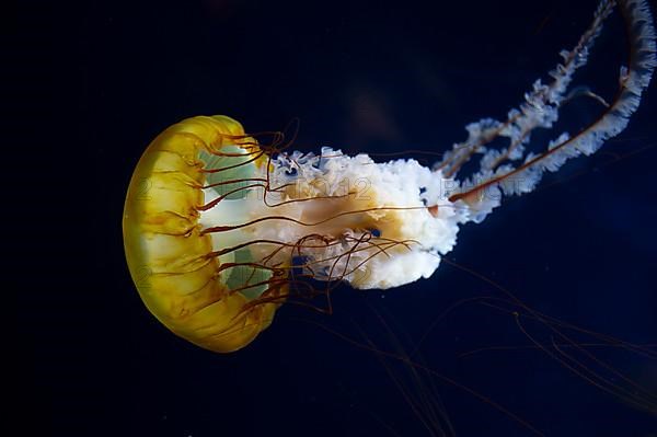 Pacific compass jellyfish