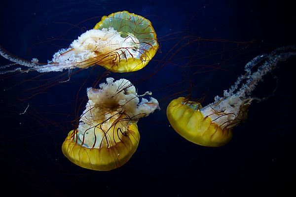 Pacific compass jellyfish