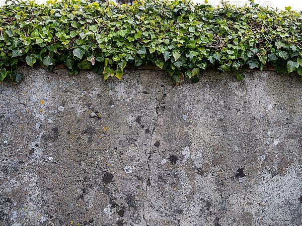 Greened old wall with lichens at the cemetery of St. George's Church