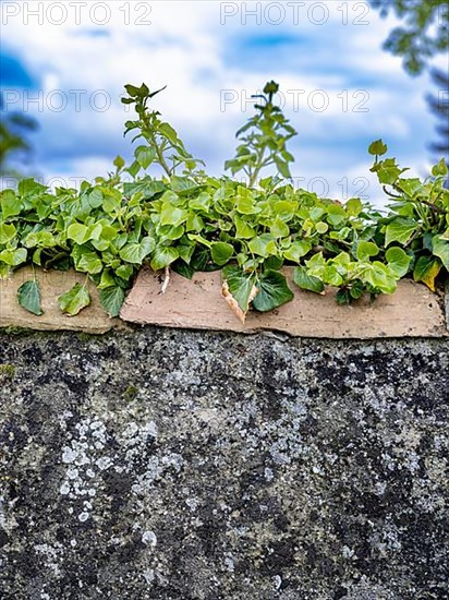 Greened old wall with lichens at the cemetery of St. George's Church