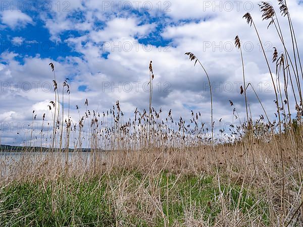 Grasses on the beach in Oberzell on the island of Reichenau in Untersee