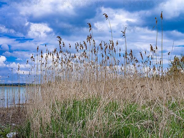 Grasses on the beach in Oberzell on the island of Reichenau in Untersee