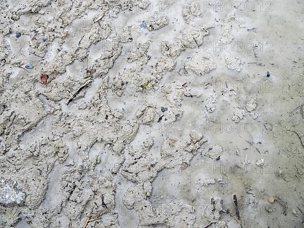 Beach in Oberzell on the island of Reichenau in Untersee