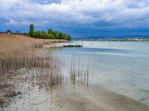 Grasses on the beach in Oberzell on the island of Reichenau in Untersee