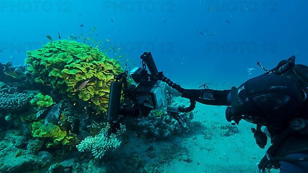 Underwater videographer shooting tropical fishes swimming near Lettuce coral or Yellow Scroll Coral