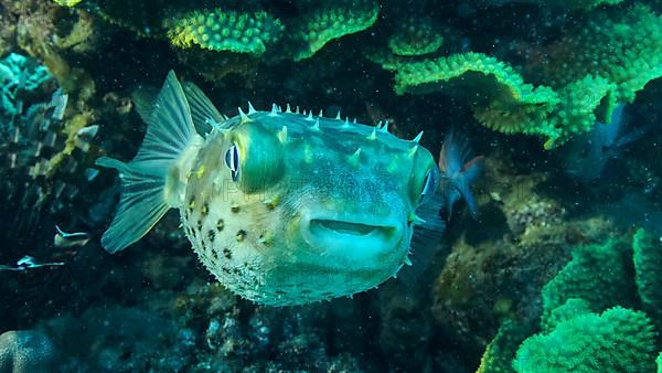 Porcupinefish is hiding under under Lettuce coral. Ajargo