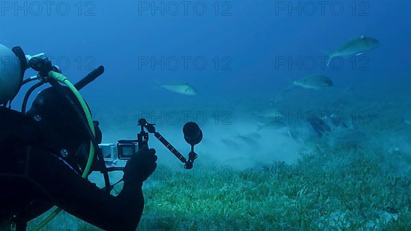 Underwater videographer shooting a school of Rotstreifen Meerbarbe fish is feeds on seqagrass. Underwater life in the ocean. Red sea