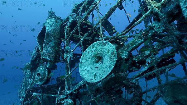 Details of sculpture of an elephant on seabed near swim school of tropical fish. Lighthouse dive site