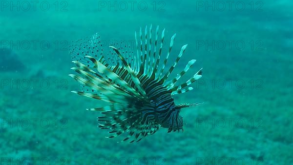 Common Lionfish or Red