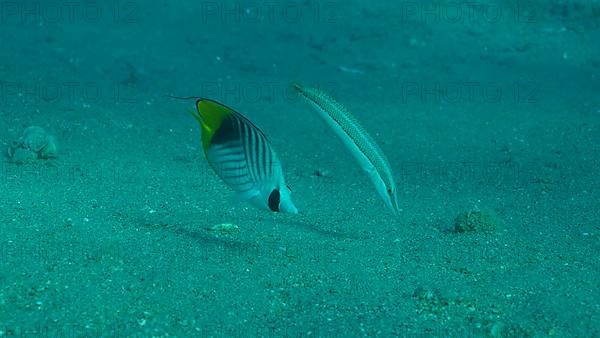 Butterfly fish with Wrasse fish feeds on the sandy bottom. Cross Stripe Butterfly