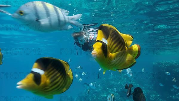 Woman in diving equipment swims on the surface of the water and looks at marine life. Female snorkeler swims underwater and looking at on tropical fishes. Red sea