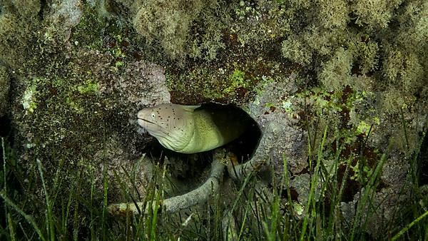 Close-up of Moray lie in the coral reef. Geometric moray