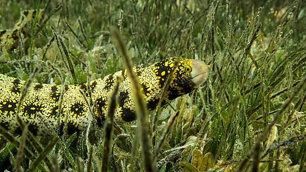 Close-up of Moray slowly swims in green seagrass. Snowflake moray