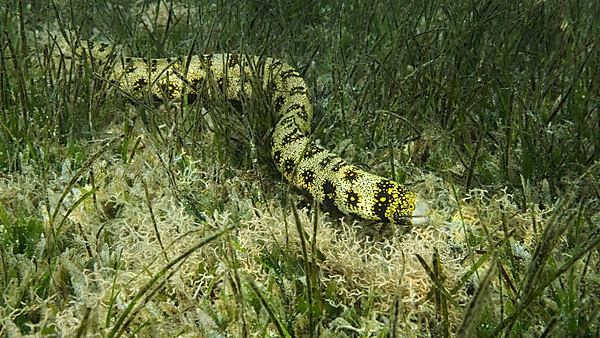 Close-up of Moray slowly swims in green seagrass. Snowflake moray