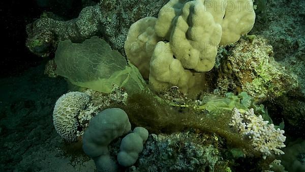 Large piece of a yellow plastic bag lies on a coral reef. Plastic pollution of the Ocean. Red sea