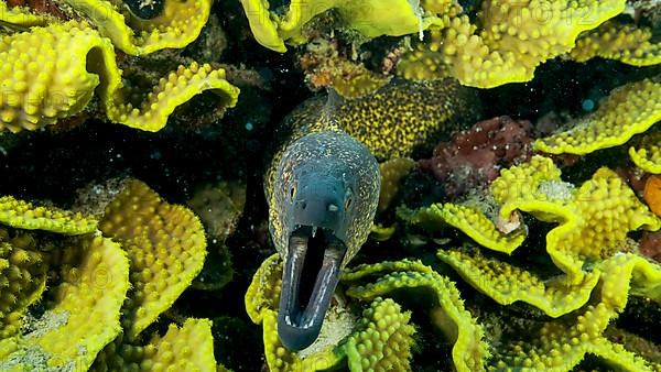 Yellow Edged Moray Eel