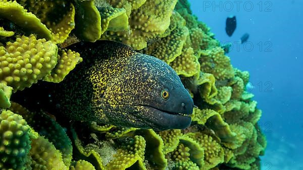 Yellow Edged Moray Eel