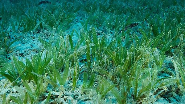 Close-up of the Halophila seagrass. Camera moving forwards above seabed covered with green seagrass. Underwater landscape. Red sea