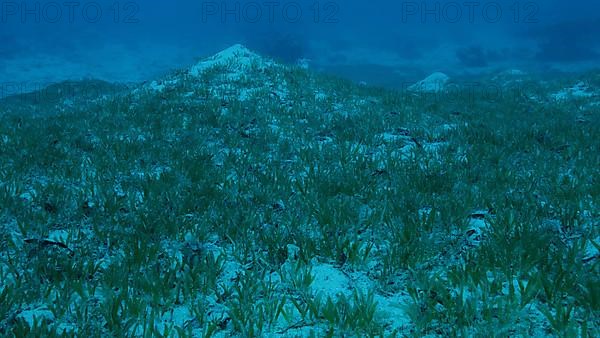 Sangy seabed covered with green seagrass. Underwater landscape with Halophila seagrass. Red sea