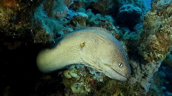 Close-up portrait of Moray peeks out of its hiding place. Yellow-mouthed Moray Eel