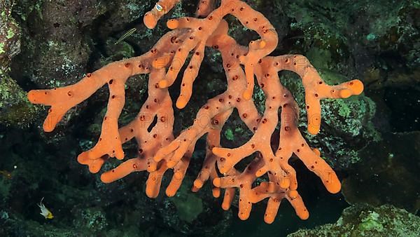 Finger-sponge in the cave. Red toxic finger-sponge