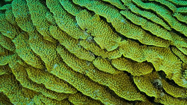 Details of the Lettuce coral or Yellow Scroll Coral