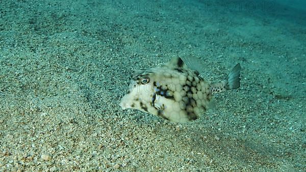 Close-up of Boxfish swims over sandy bottom. Thornback Boxfish or Camel Cowfish