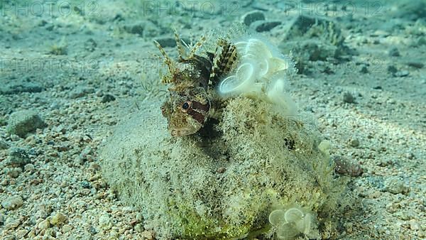 Zebra Lionfish