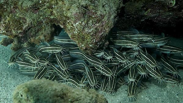 School of Striped Catfish are hiding inside a coral cave. Striped Eel Catfish