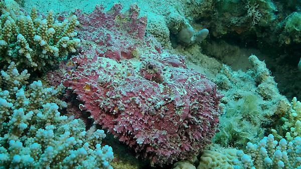 Close-up of pink Stonefish lies on corals. Reef Stonefish