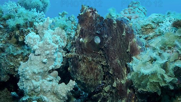 Portrait of big red Octopus