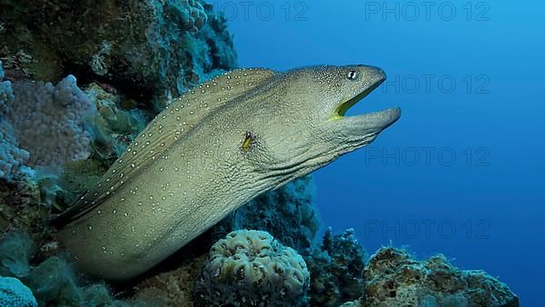 Close-up portrait of Moray with open mouth peeks out of its hiding place. Yellow-mouthed Moray Eel