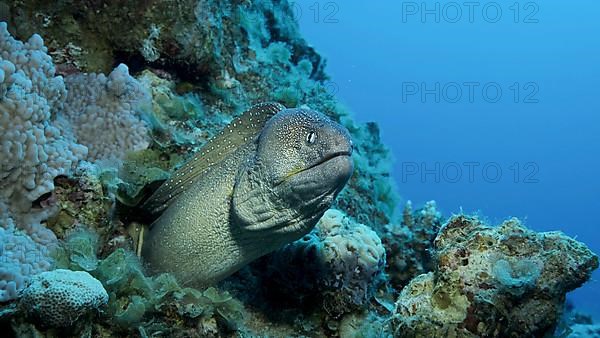 Close-up portrait of Moray peeks out of its hiding place. Yellow-mouthed Moray Eel