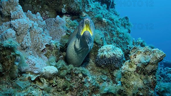 Close-up portrait of Moray with open mouth peeks out of its hiding place. Yellow-mouthed Moray Eel